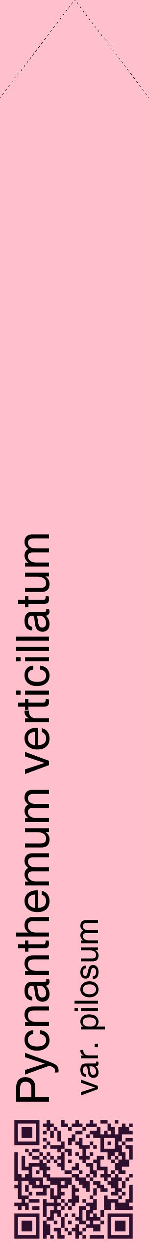 Étiquette de : Pycnanthemum verticillatum var. pilosum - format c - style noire40_simplehel avec qrcode et comestibilité