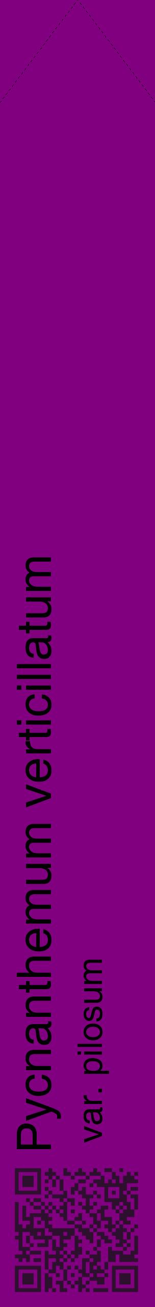 Étiquette de : Pycnanthemum verticillatum var. pilosum - format c - style noire46_simplehel avec qrcode et comestibilité