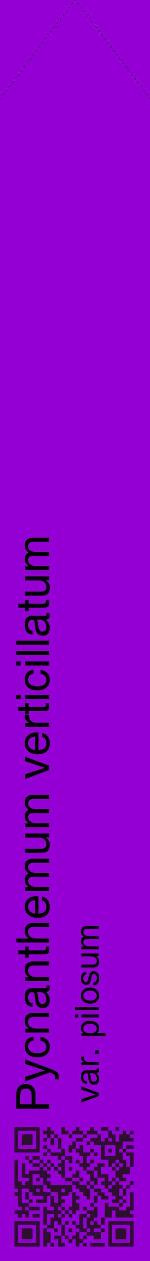 Étiquette de : Pycnanthemum verticillatum var. pilosum - format c - style noire48_simplehel avec qrcode et comestibilité