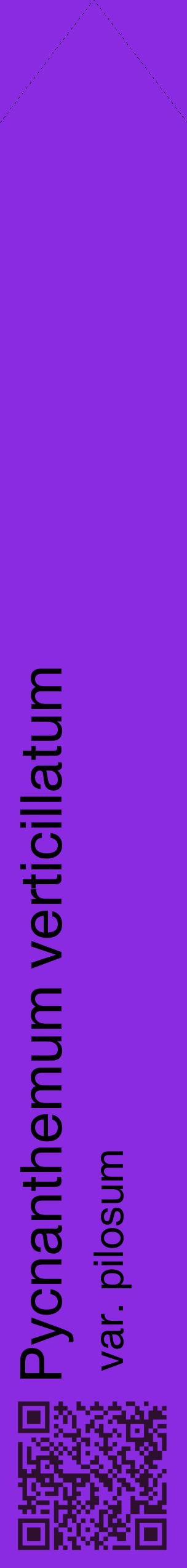 Étiquette de : Pycnanthemum verticillatum var. pilosum - format c - style noire49_simplehel avec qrcode et comestibilité