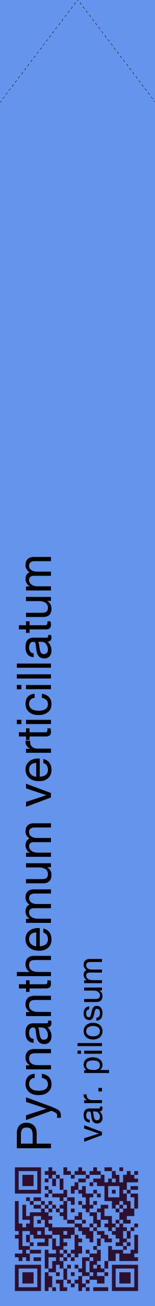 Étiquette de : Pycnanthemum verticillatum var. pilosum - format c - style noire4_simplehel avec qrcode et comestibilité