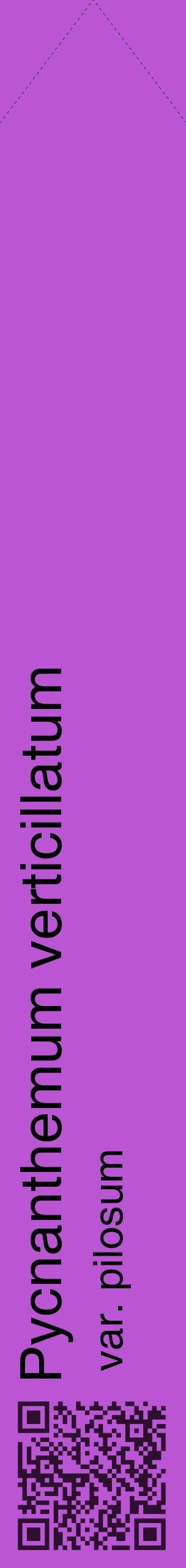Étiquette de : Pycnanthemum verticillatum var. pilosum - format c - style noire50_simplehel avec qrcode et comestibilité