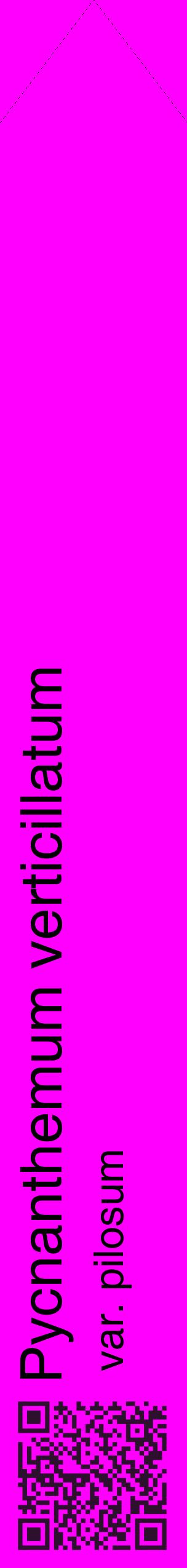 Étiquette de : Pycnanthemum verticillatum var. pilosum - format c - style noire51_simplehel avec qrcode et comestibilité