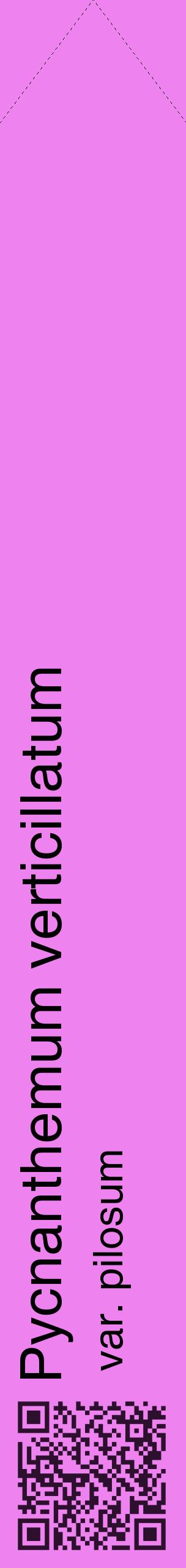 Étiquette de : Pycnanthemum verticillatum var. pilosum - format c - style noire53_simplehel avec qrcode et comestibilité