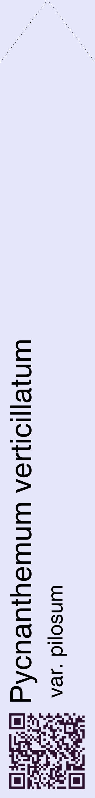 Étiquette de : Pycnanthemum verticillatum var. pilosum - format c - style noire55_simplehel avec qrcode et comestibilité