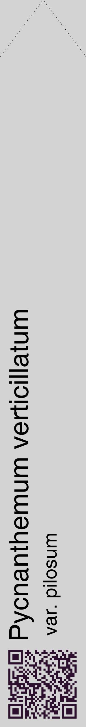 Étiquette de : Pycnanthemum verticillatum var. pilosum - format c - style noire56_simplehel avec qrcode et comestibilité