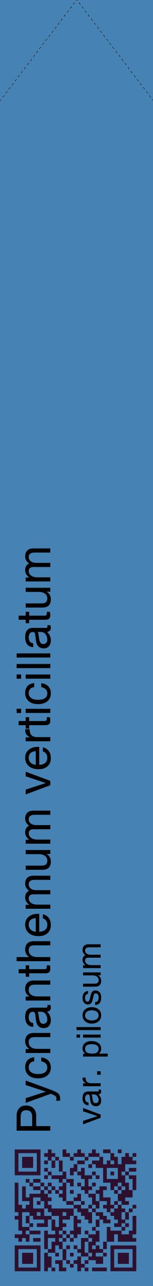 Étiquette de : Pycnanthemum verticillatum var. pilosum - format c - style noire5_simplehel avec qrcode et comestibilité