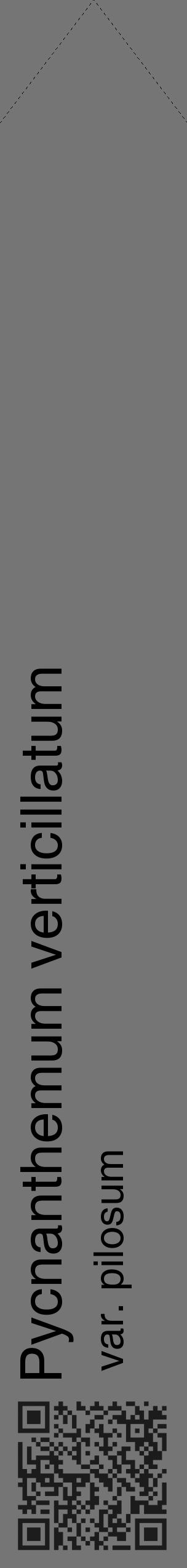 Étiquette de : Pycnanthemum verticillatum var. pilosum - format c - style noire5_simple_simplehel avec qrcode et comestibilité - position verticale