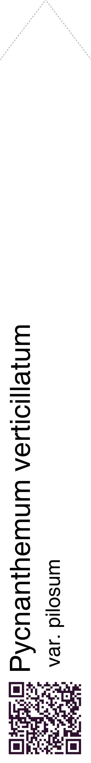 Étiquette de : Pycnanthemum verticillatum var. pilosum - format c - style noire60_simplehel avec qrcode et comestibilité
