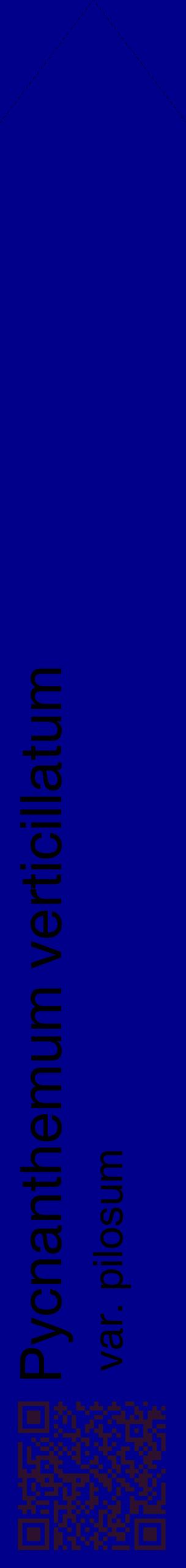 Étiquette de : Pycnanthemum verticillatum var. pilosum - format c - style noire7_simplehel avec qrcode et comestibilité