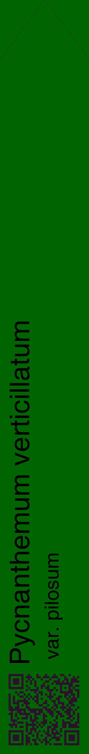 Étiquette de : Pycnanthemum verticillatum var. pilosum - format c - style noire8_simplehel avec qrcode et comestibilité
