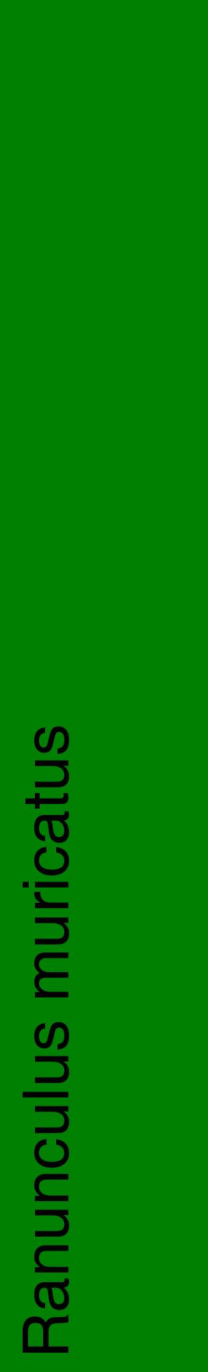 Étiquette de : Ranunculus muricatus - format c - style noire9_basiquehel avec comestibilité
