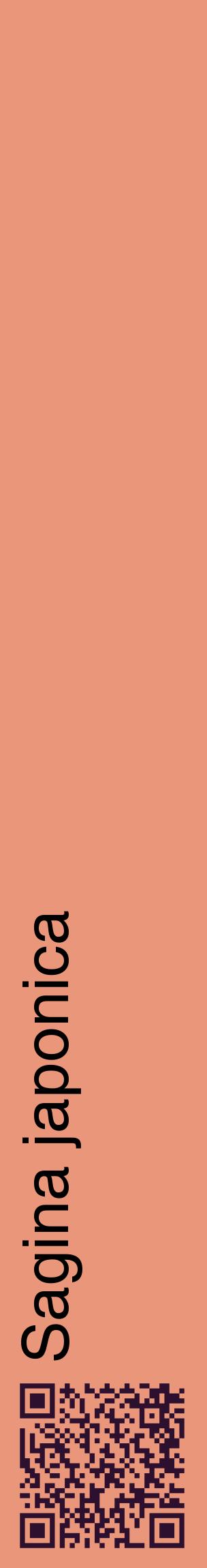 Étiquette de : Sagina japonica - format c - style noire37_basiquehel avec qrcode et comestibilité