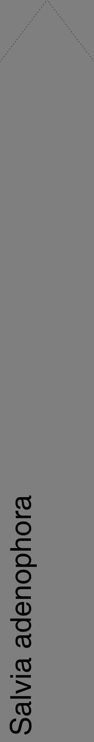 Étiquette de : Salvia adenophora - format c - style noire31_simple_simplehel avec comestibilité - position verticale
