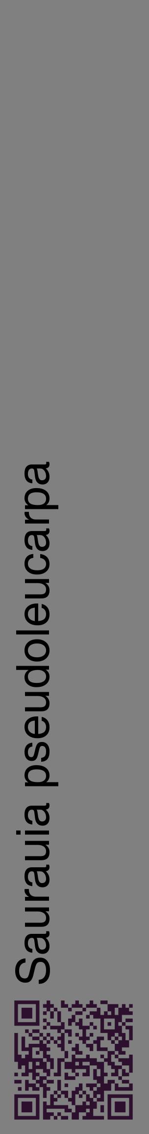 Étiquette de : Saurauia pseudoleucarpa - format c - style noire57_basiquehel avec qrcode et comestibilité