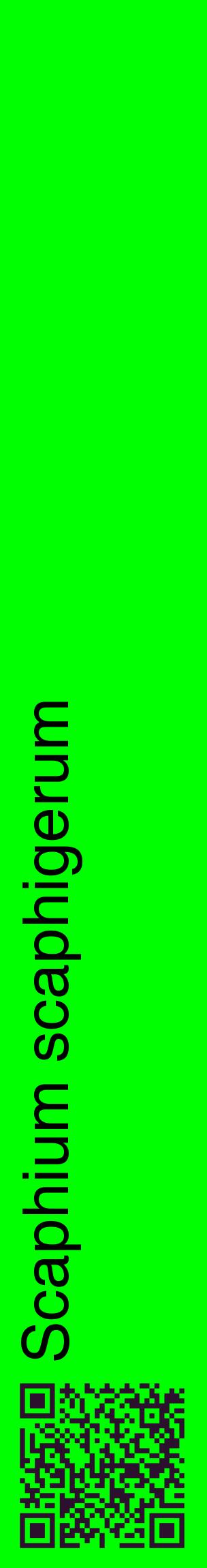 Étiquette de : Scaphium scaphigerum - format c - style noire16_basiquehel avec qrcode et comestibilité