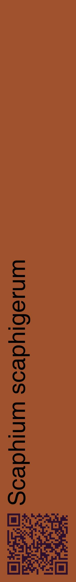 Étiquette de : Scaphium scaphigerum - format c - style noire32_basiquehel avec qrcode et comestibilité