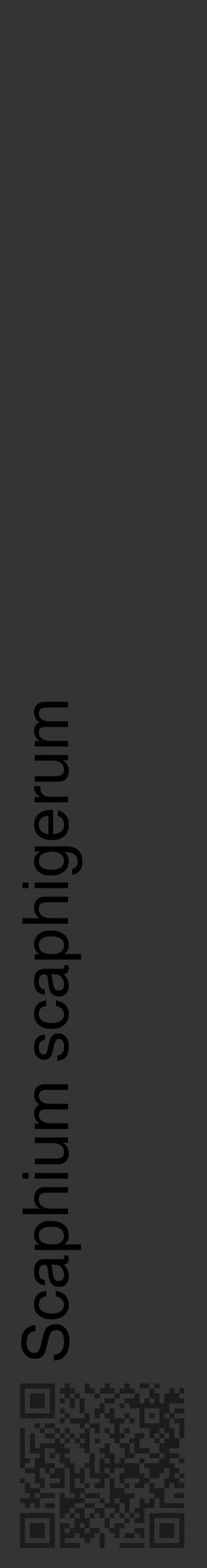 Étiquette de : Scaphium scaphigerum - format c - style noire46_basique_basiquehel avec qrcode et comestibilité - position verticale