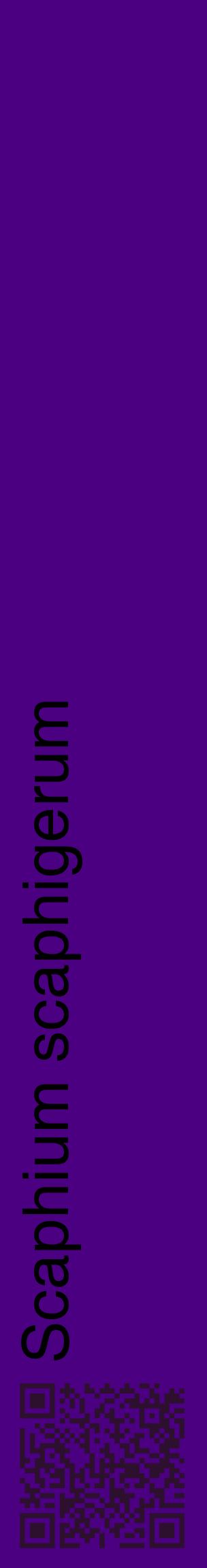 Étiquette de : Scaphium scaphigerum - format c - style noire47_basiquehel avec qrcode et comestibilité
