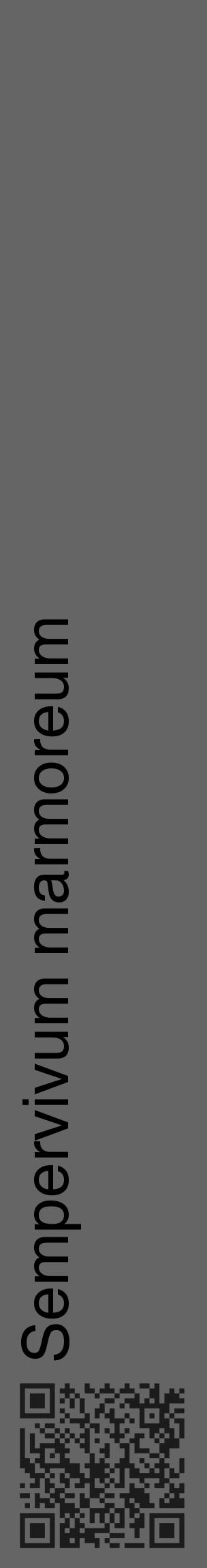 Étiquette de : Sempervivum marmoreum - format c - style noire32_basique_basiquehel avec qrcode et comestibilité - position verticale