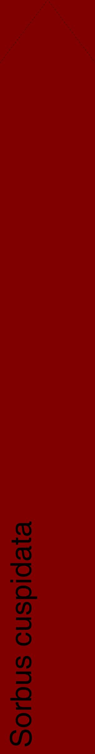 Étiquette de : Sorbus cuspidata - format c - style noire29_simplehel avec comestibilité