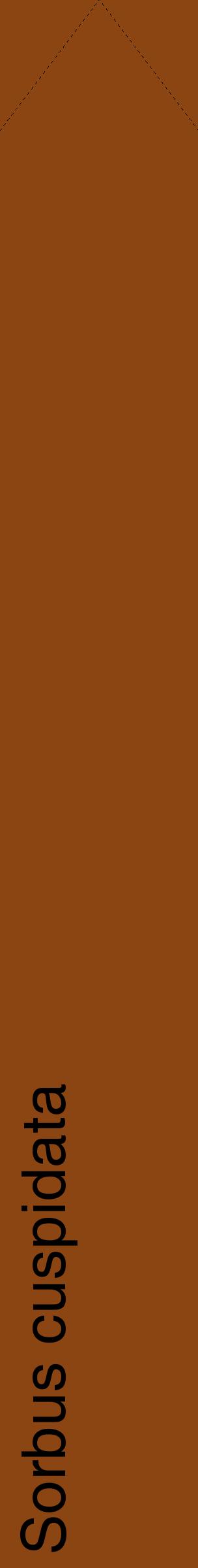 Étiquette de : Sorbus cuspidata - format c - style noire30_simplehel avec comestibilité