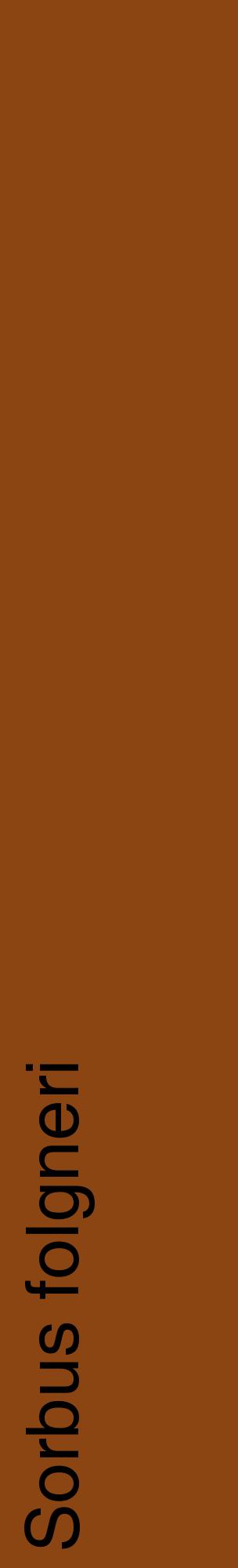 Étiquette de : Sorbus folgneri - format c - style noire30_basiquehel avec comestibilité