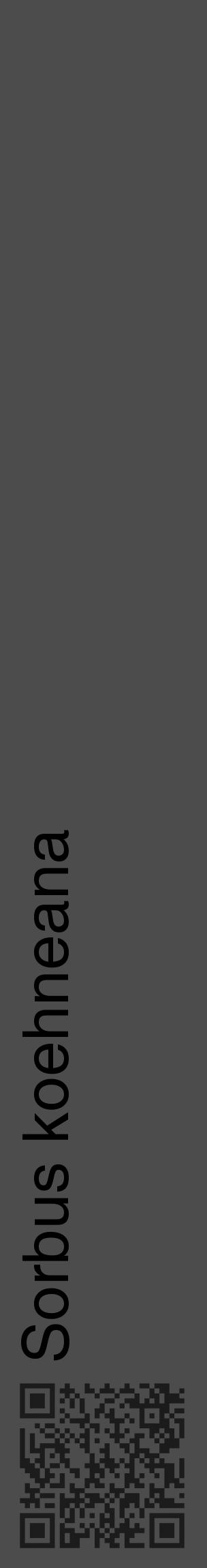 Étiquette de : Sorbus koehneana - format c - style noire27_basique_basiquehel avec qrcode et comestibilité - position verticale