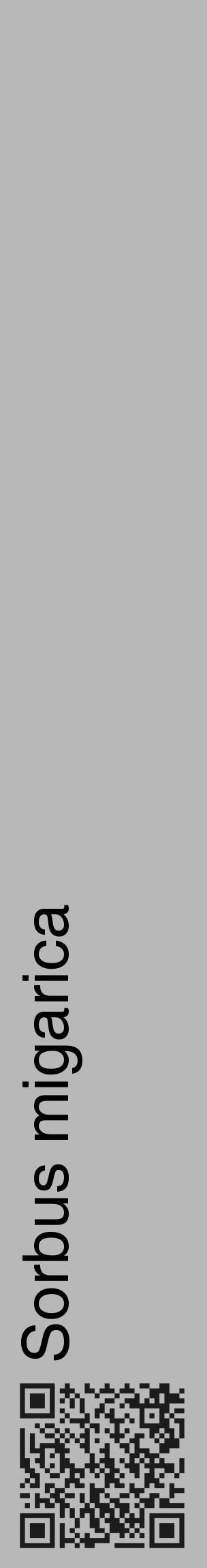 Étiquette de : Sorbus migarica - format c - style noire39_basique_basiquehel avec qrcode et comestibilité - position verticale
