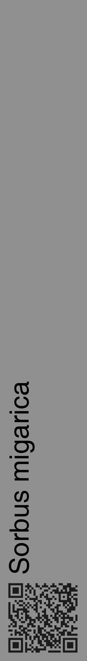 Étiquette de : Sorbus migarica - format c - style noire4_basique_basiquehel avec qrcode et comestibilité - position verticale
