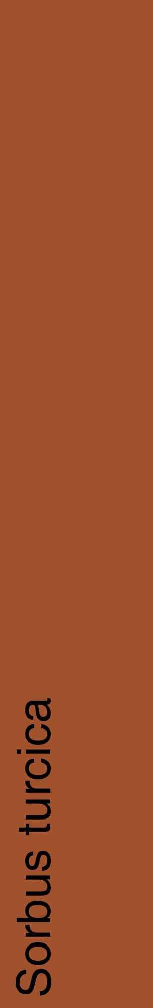 Étiquette de : Sorbus turcica - format c - style noire32_basiquehel avec comestibilité