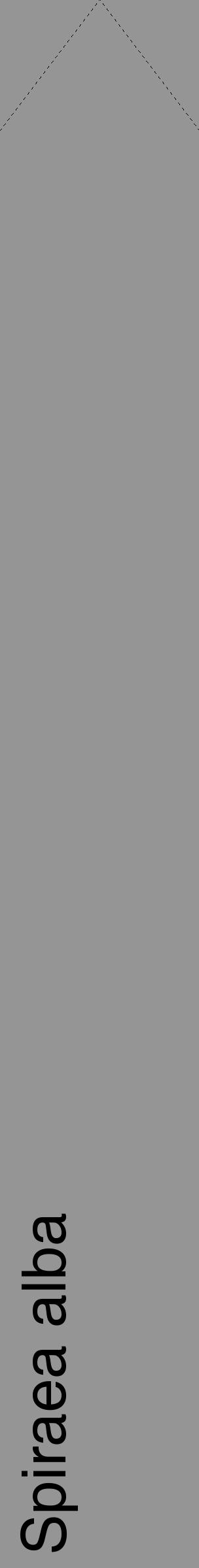 Étiquette de : Spiraea alba - format c - style noire16_simple_simplehel avec comestibilité - position verticale