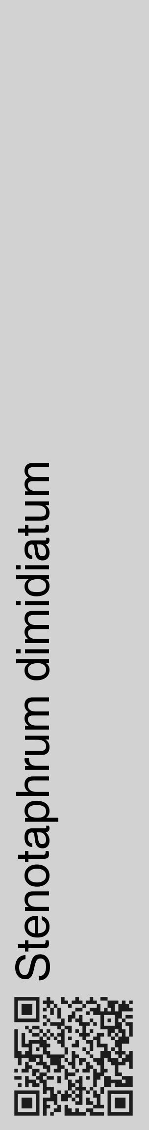 Étiquette de : Stenotaphrum dimidiatum - format c - style noire14_basique_basiquehel avec qrcode et comestibilité - position verticale