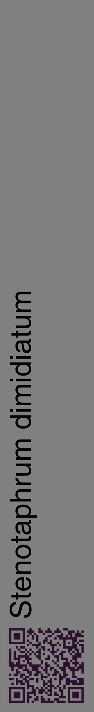 Étiquette de : Stenotaphrum dimidiatum - format c - style noire57_basiquehel avec qrcode et comestibilité
