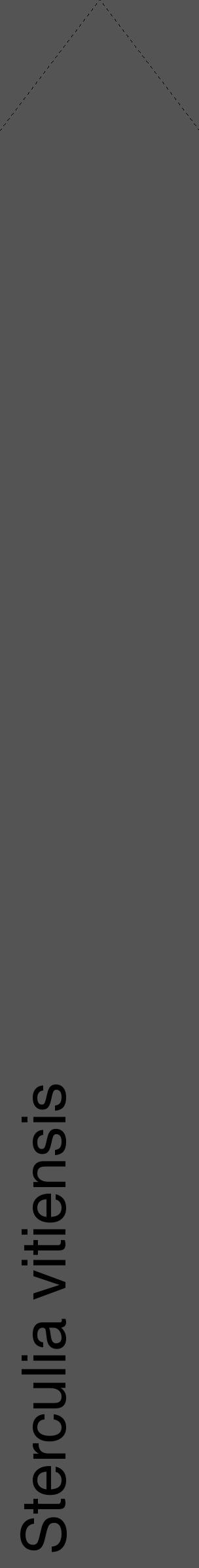 Étiquette de : Sterculia vitiensis - format c - style noire36_simple_simplehel avec comestibilité - position verticale