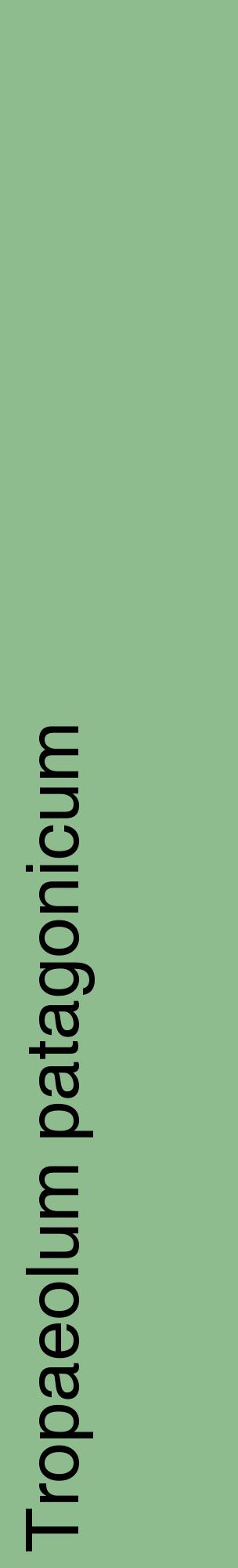 Étiquette de : Tropaeolum patagonicum - format c - style noire13_basiquehel avec comestibilité