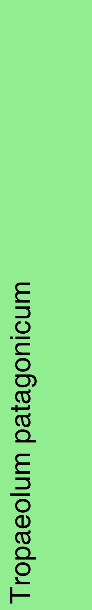Étiquette de : Tropaeolum patagonicum - format c - style noire15_basiquehel avec comestibilité