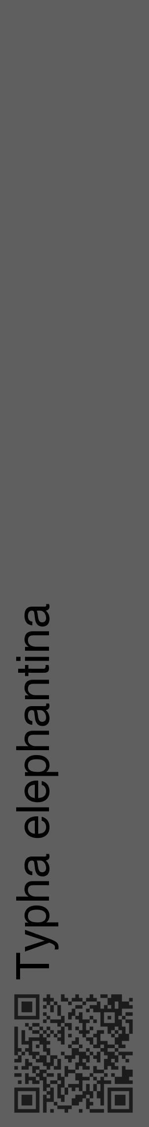 Étiquette de : Typha elephantina - format c - style noire10_basique_basiquehel avec qrcode et comestibilité - position verticale