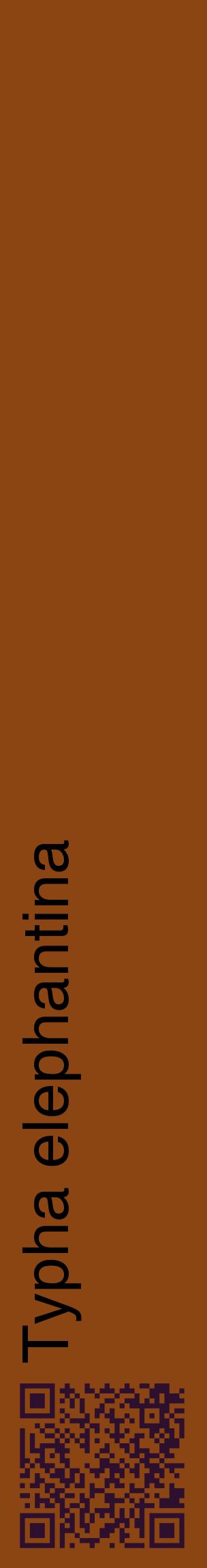 Étiquette de : Typha elephantina - format c - style noire30_basiquehel avec qrcode et comestibilité