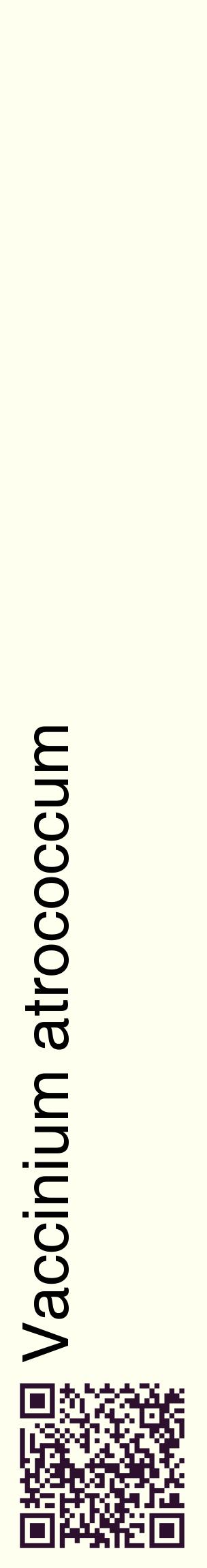Étiquette de : Vaccinium atrococcum - format c - style noire19_basiquehel avec qrcode et comestibilité