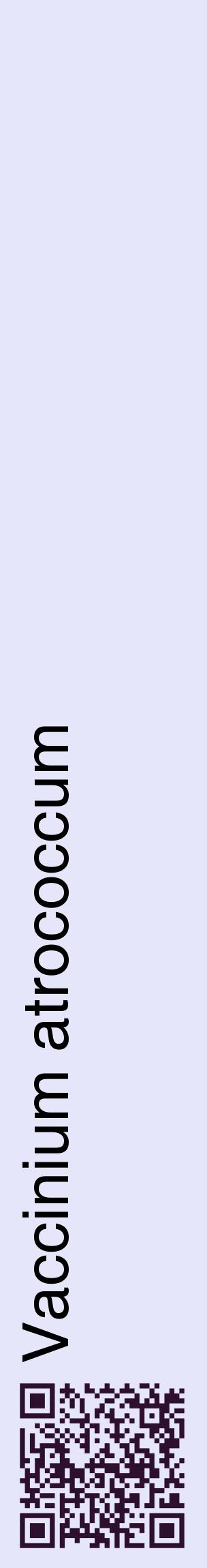 Étiquette de : Vaccinium atrococcum - format c - style noire55_basiquehel avec qrcode et comestibilité
