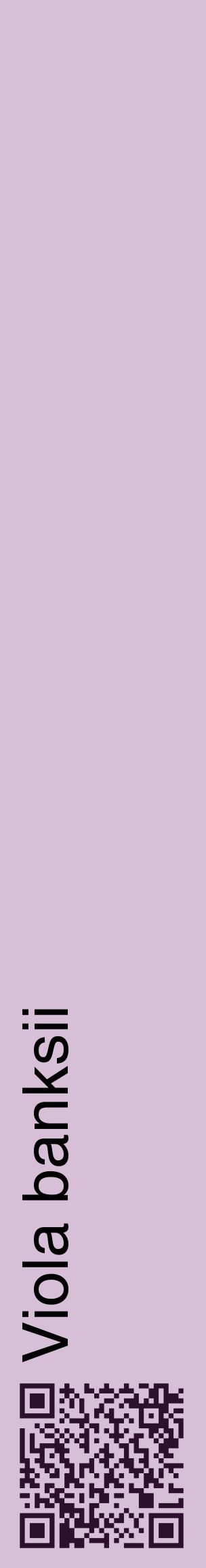 Étiquette de : Viola banksii - format c - style noire54_basiquehel avec qrcode et comestibilité