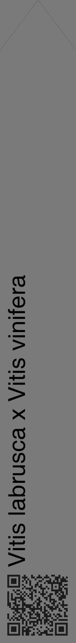 Étiquette de : Vitis labrusca x Vitis vinifera - format c - style noire3_simple_simplehel avec qrcode et comestibilité - position verticale
