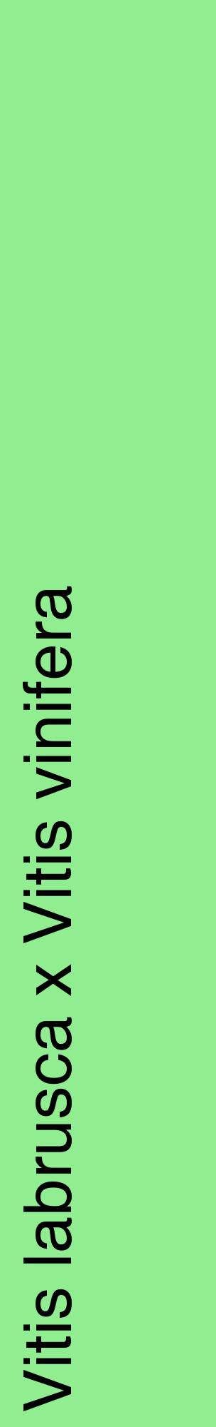 Étiquette de : Vitis labrusca x Vitis vinifera - format c - style noire15_basiquehel avec comestibilité