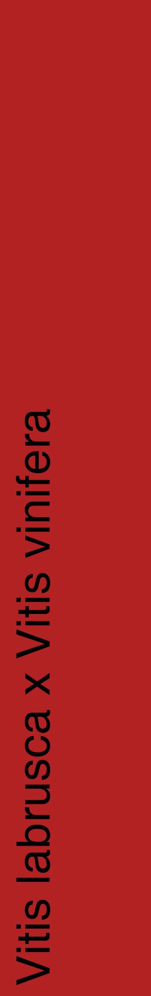 Étiquette de : Vitis labrusca x Vitis vinifera - format c - style noire28_basiquehel avec comestibilité