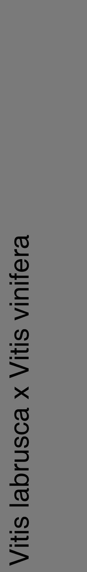 Étiquette de : Vitis labrusca x Vitis vinifera - format c - style noire3_basique_basiquehel avec comestibilité - position verticale