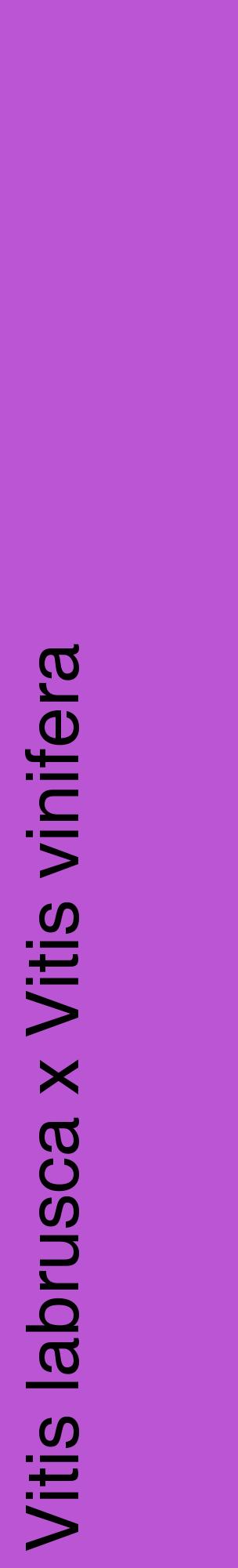 Étiquette de : Vitis labrusca x Vitis vinifera - format c - style noire50_basiquehel avec comestibilité