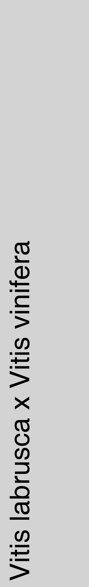 Étiquette de : Vitis labrusca x Vitis vinifera - format c - style noire56_basiquehel avec comestibilité