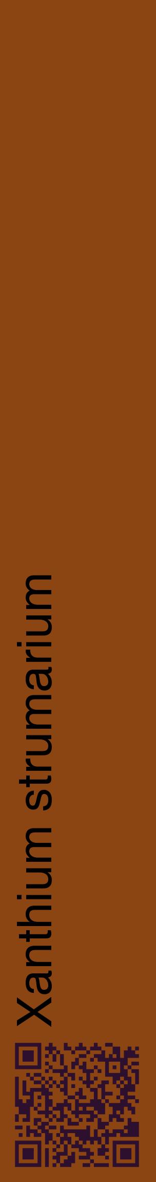 Étiquette de : Xanthium strumarium - format c - style noire30_basiquehel avec qrcode et comestibilité