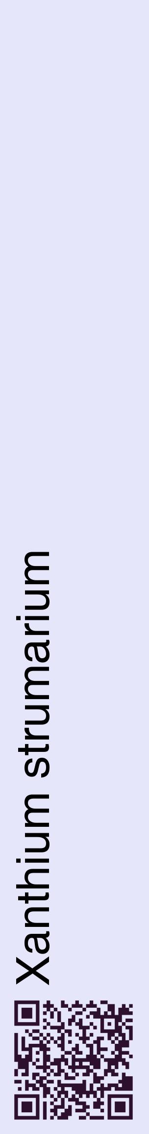 Étiquette de : Xanthium strumarium - format c - style noire55_basiquehel avec qrcode et comestibilité